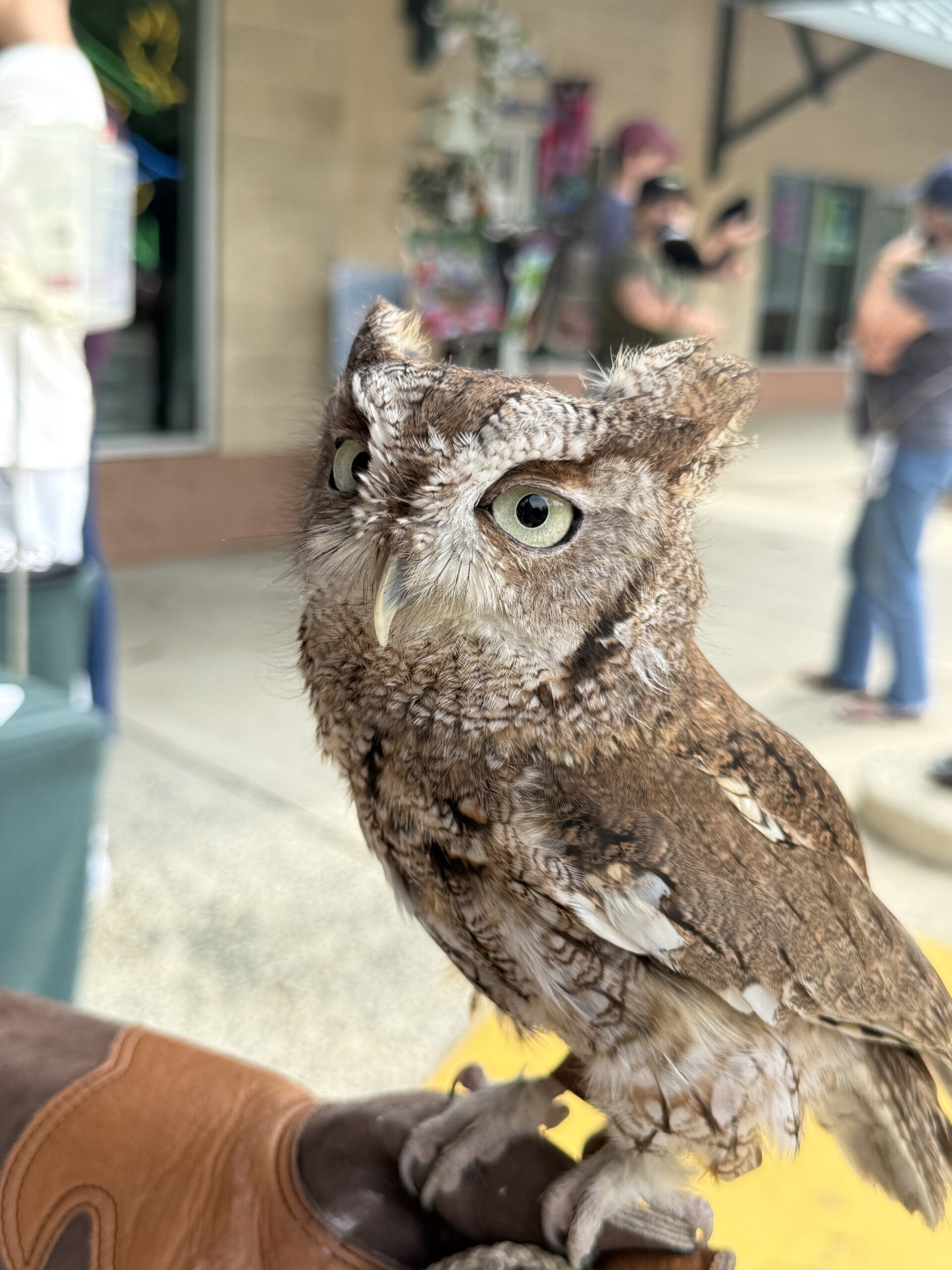 Dreamville Raleigh NC Concert